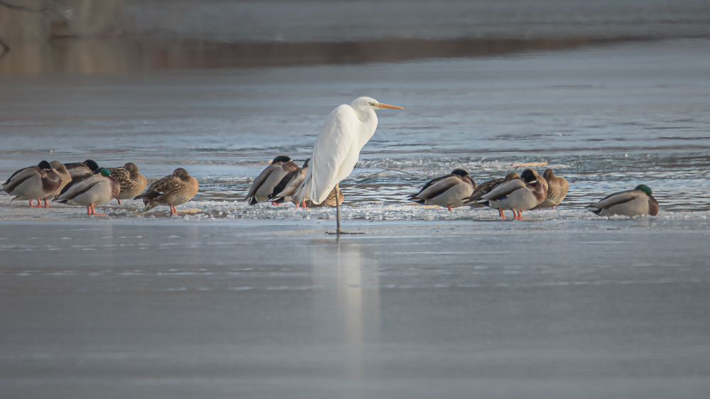 Platz 9 Anton Kienle